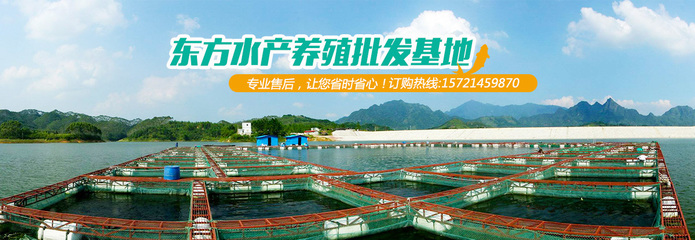 上海鳊鱼批发基地 东方水产专业可靠的选择