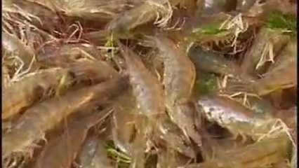 从混沌到清澈 循环水养殖中的生命繁育奇迹