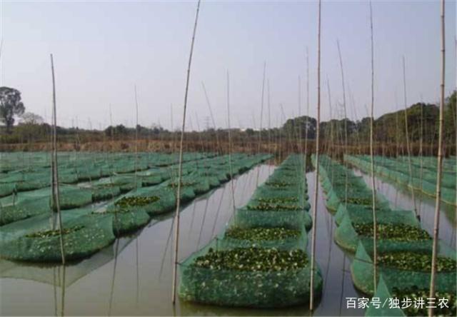 从自然恩赐到人工守卫 野生泥鳅渐缺，养殖新风潮渐起