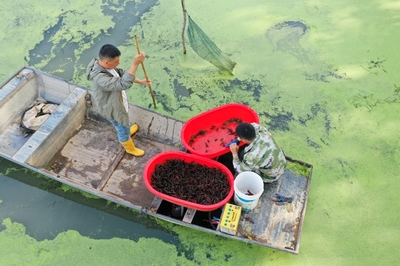 洪泽 水产养殖管护忙，科学管理助增收