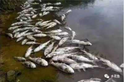 水产病害防治常见药害事故的八个原因