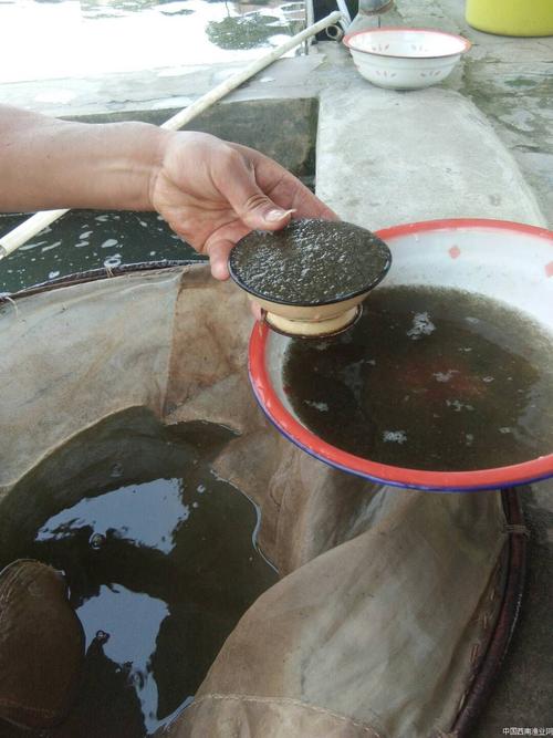 水产品发售流程与规则 水产养殖者的标准化经营指南